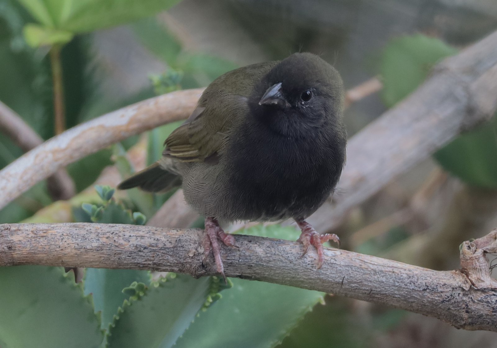 Maskergrondvink (Melanospiza bicolor)