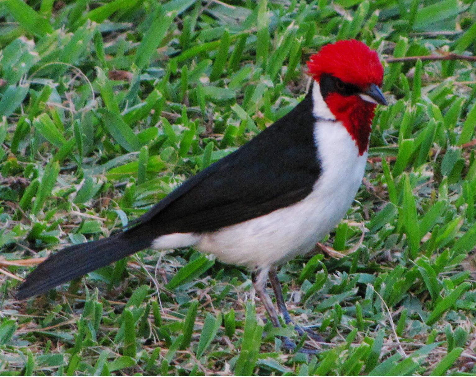 Maskerkardinaal (Paroaria nigrogenis)