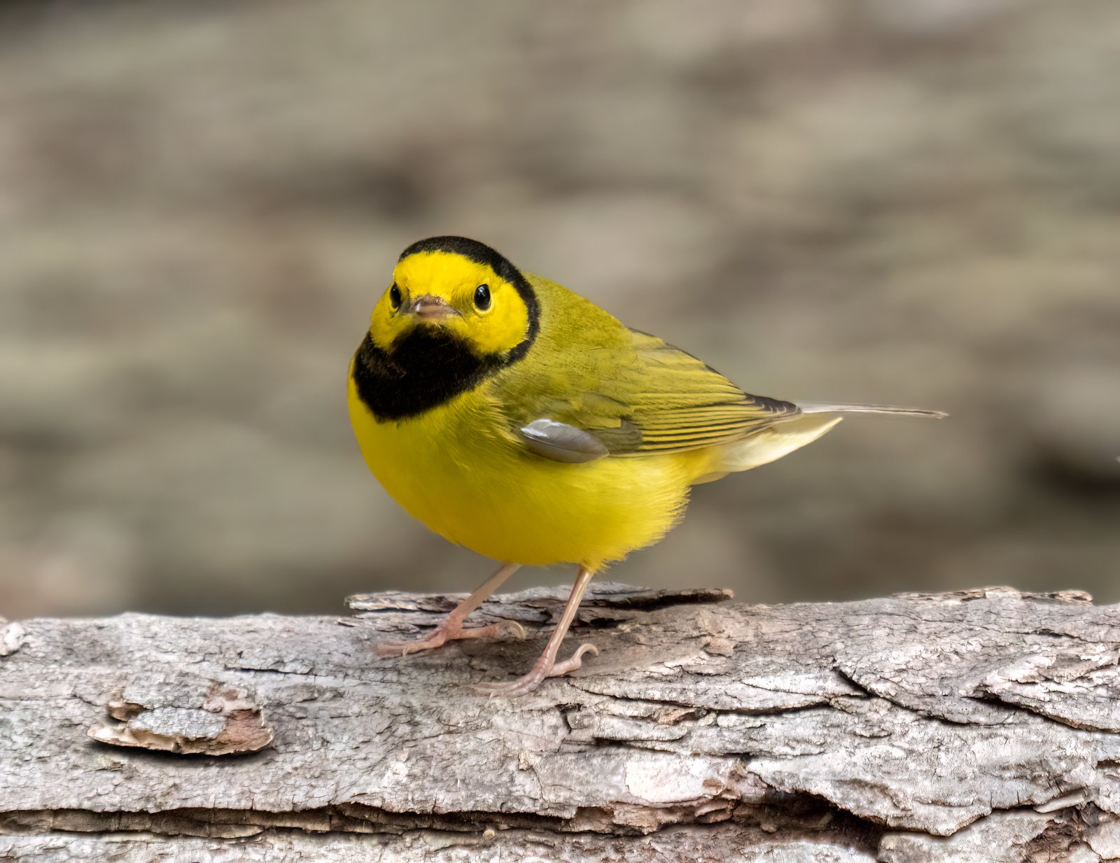 Monnikszanger (Setophaga citrina)