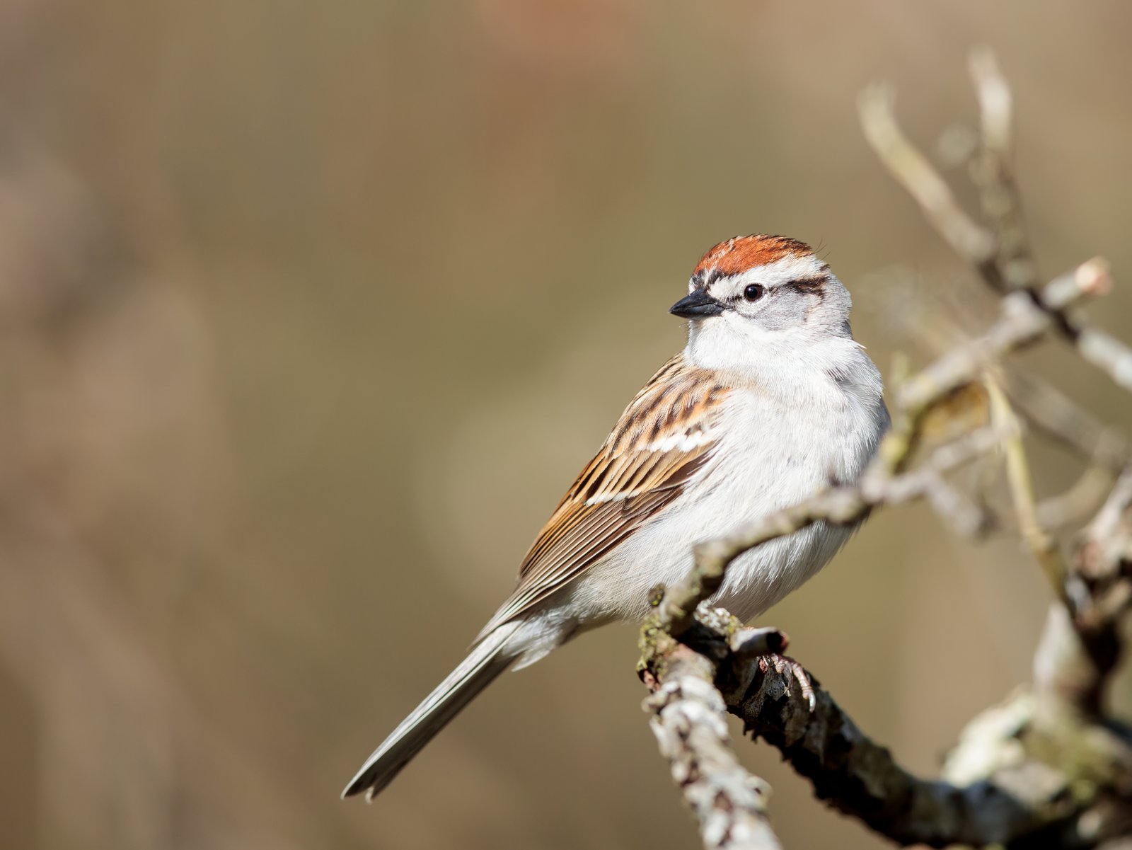 Musgors (Spizella passerina)