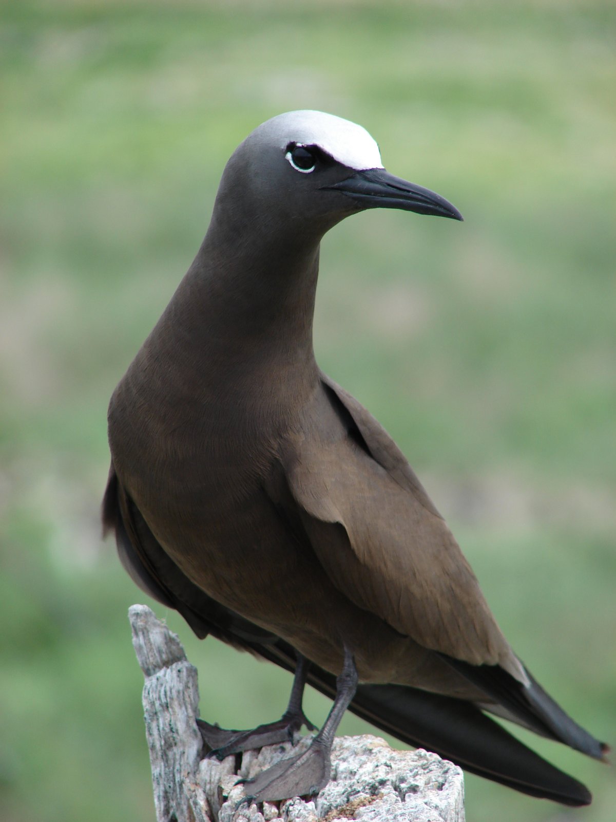 Noddy (Anous stolidus)