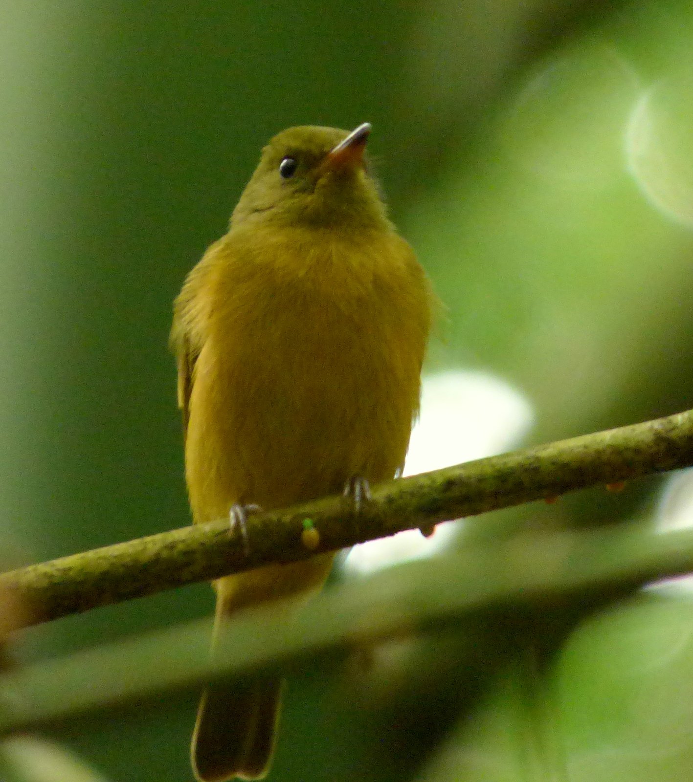 Okerbuikpipratiran (Mionectes oleagineus)