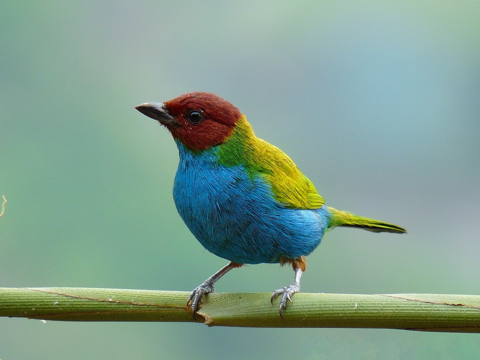 Okerkaptangare (Tangara gyrola)