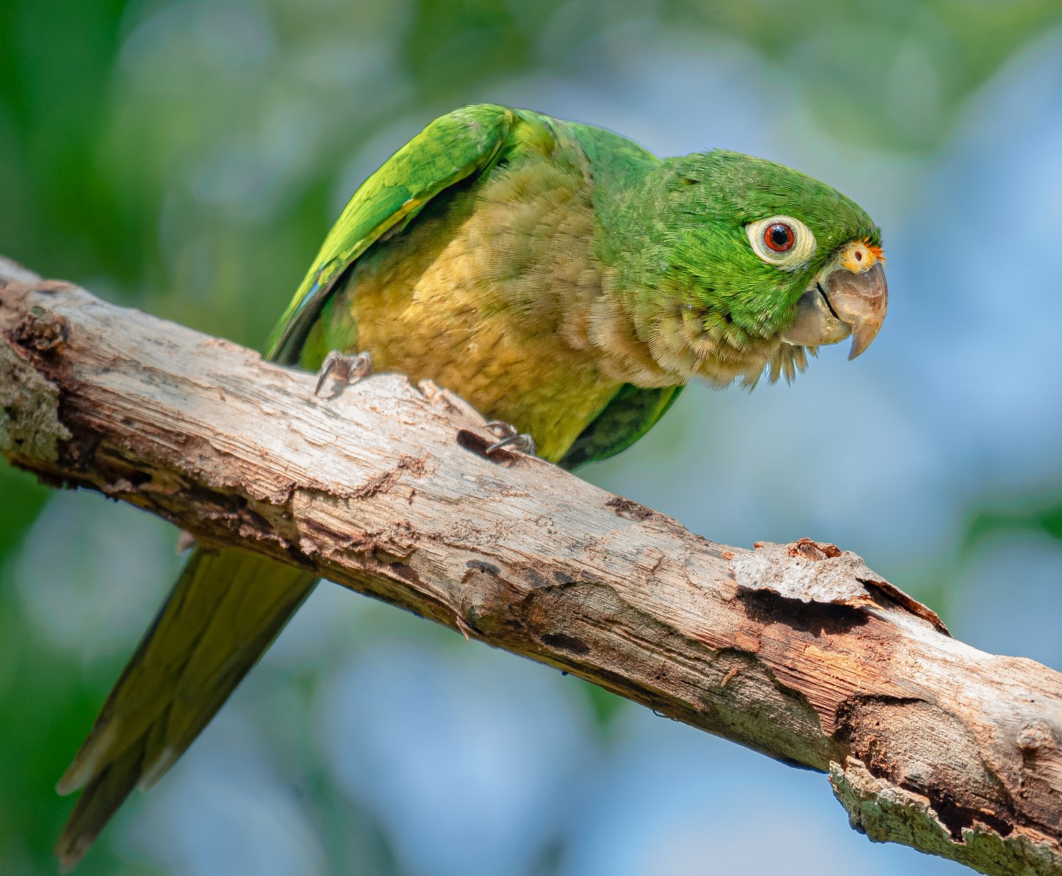 Olijfkeelaratinga (Eupsittula nana)