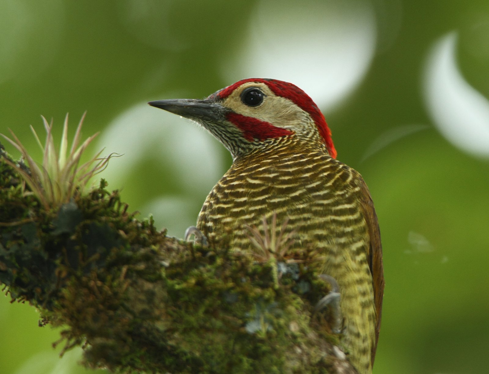 Olijfrugspecht (Colaptes rubiginosus)