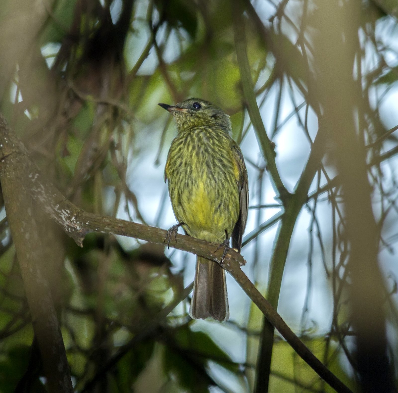 Olijfstreeppipratiran (Mionectes olivaceus)