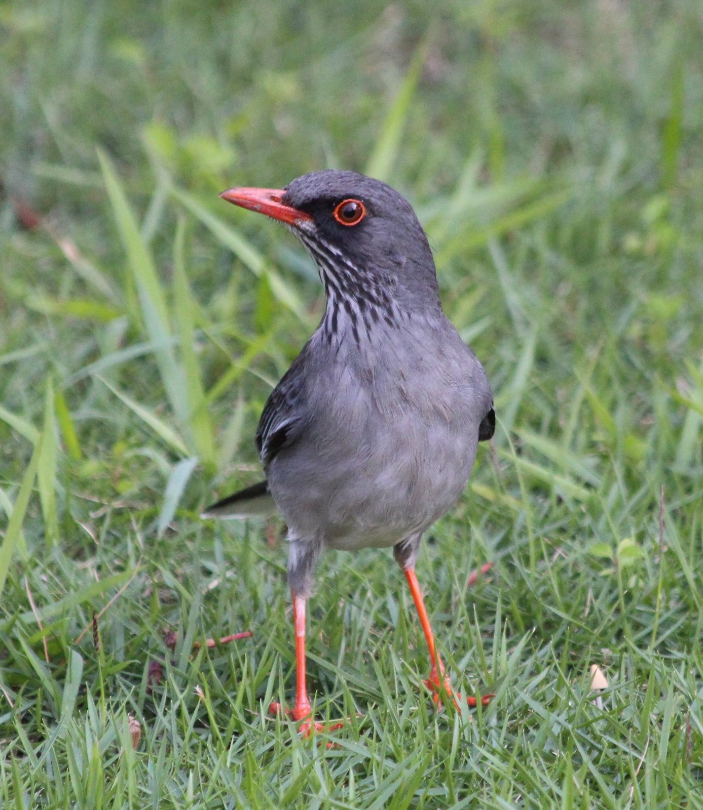 Oostelijke roodpootlijster (Turdus ardosiaceus)