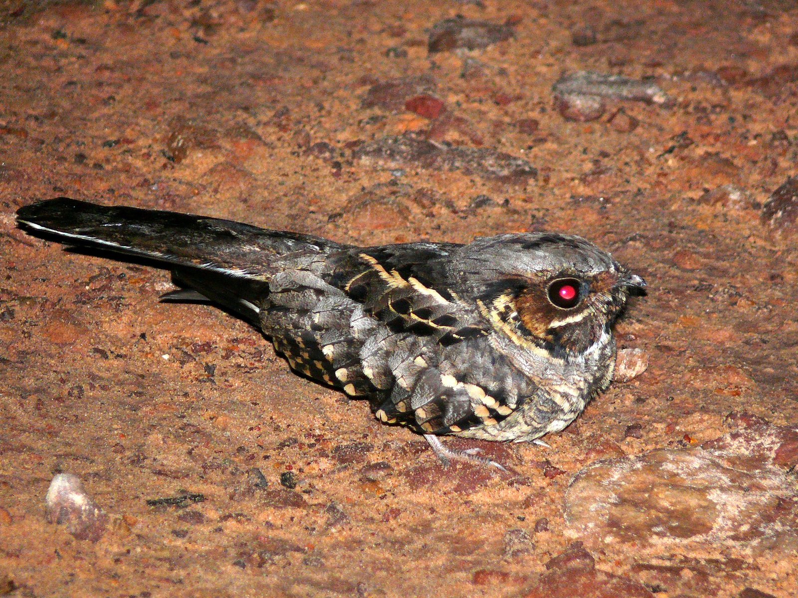 Pauraque (Nyctidromus albicollis)