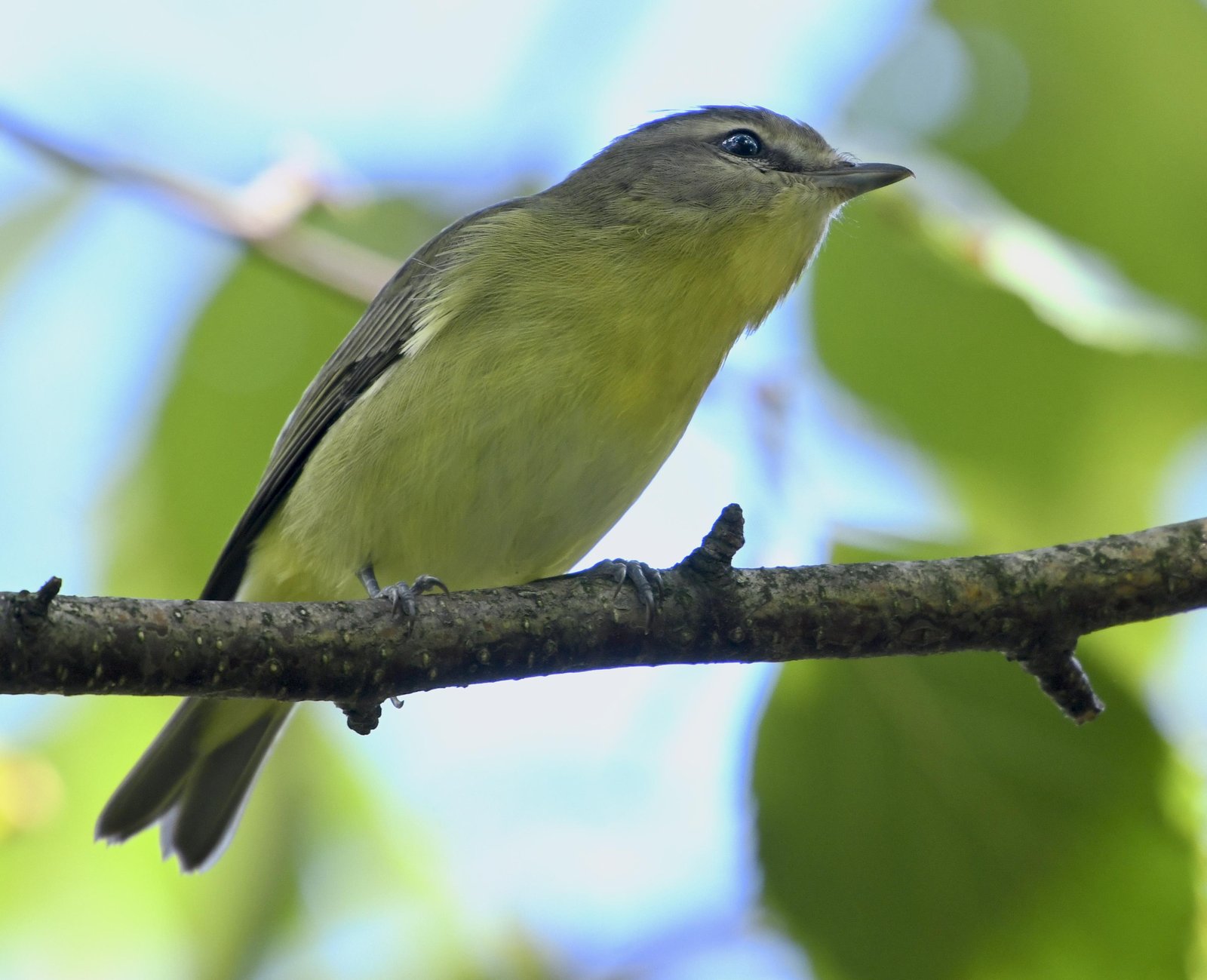 Philadelphiavireo (Vireo philadelphicus)