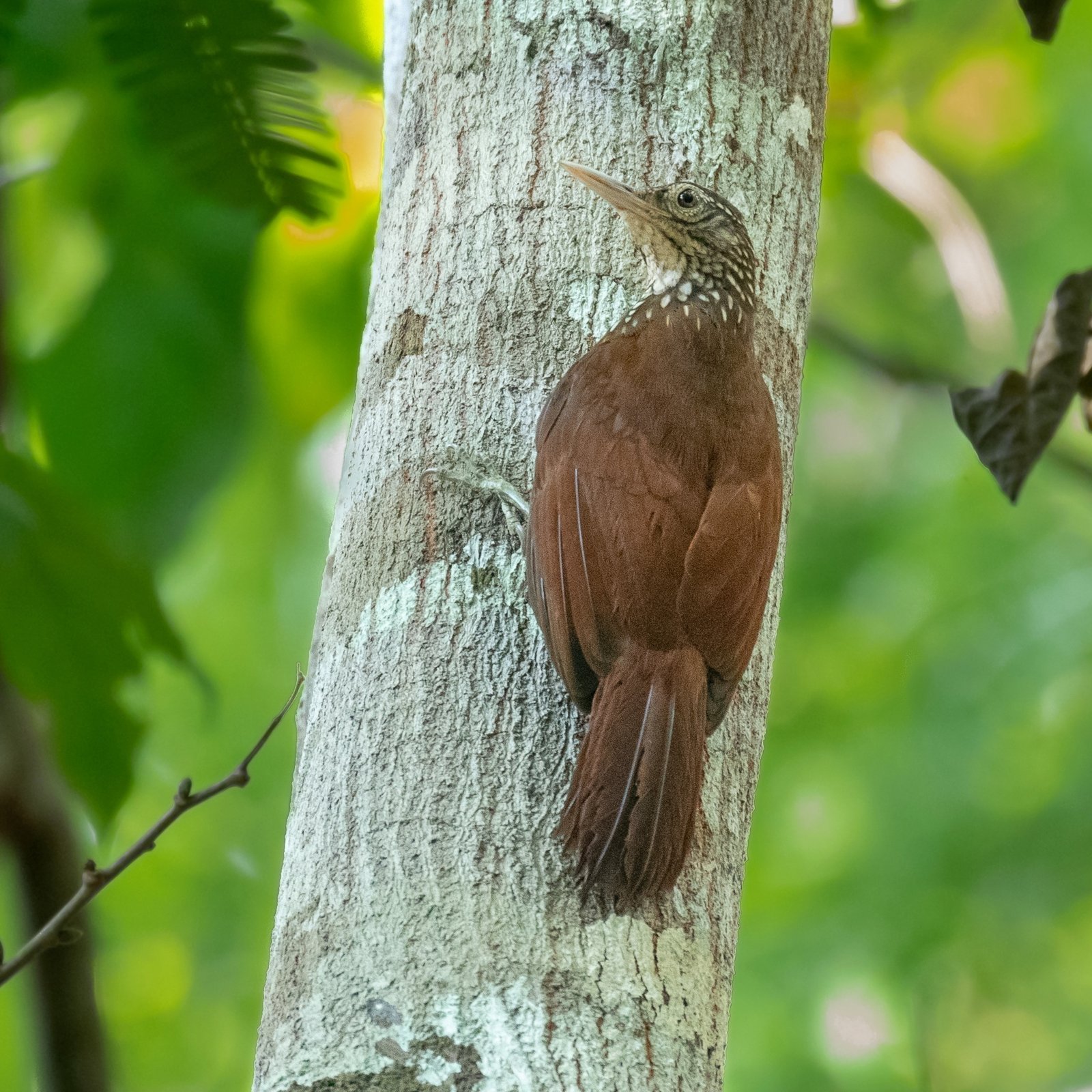 Priemsnavelmuisspecht (Dendroplex picus)
