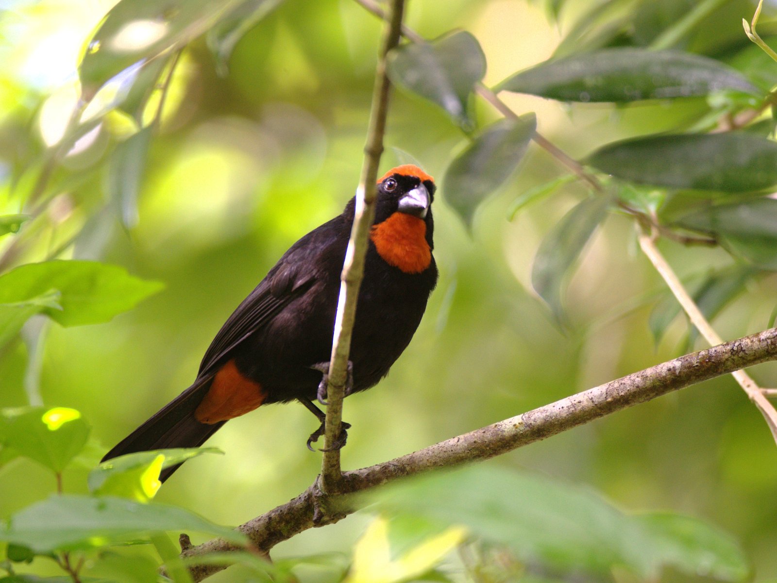 Puerto Ricaans dikbekje (Melopyrrha portoricensis)