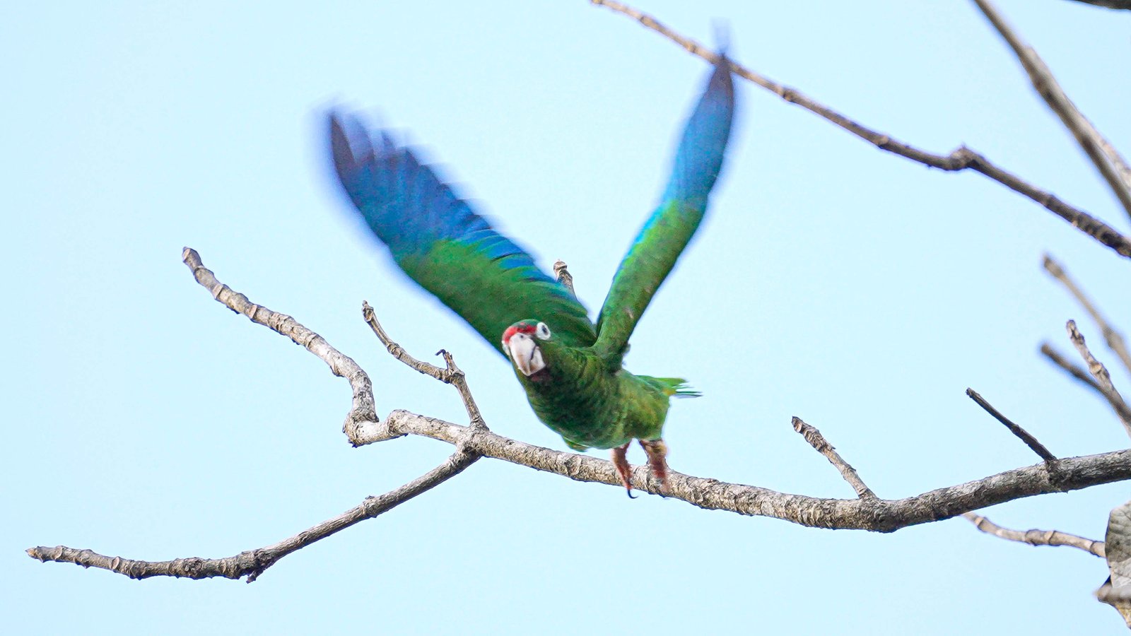 Puerto Ricaanse amazone (Amazona vittata)