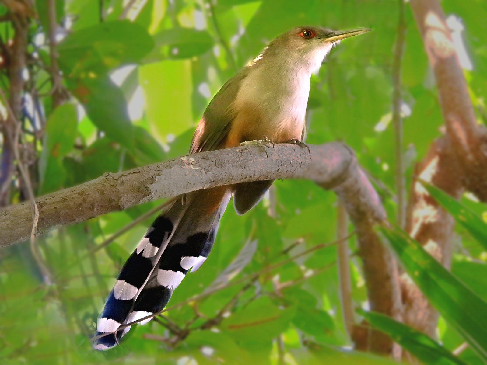 Puerto Ricaanse hagedissenkoekoek (Coccyzus vieilloti)