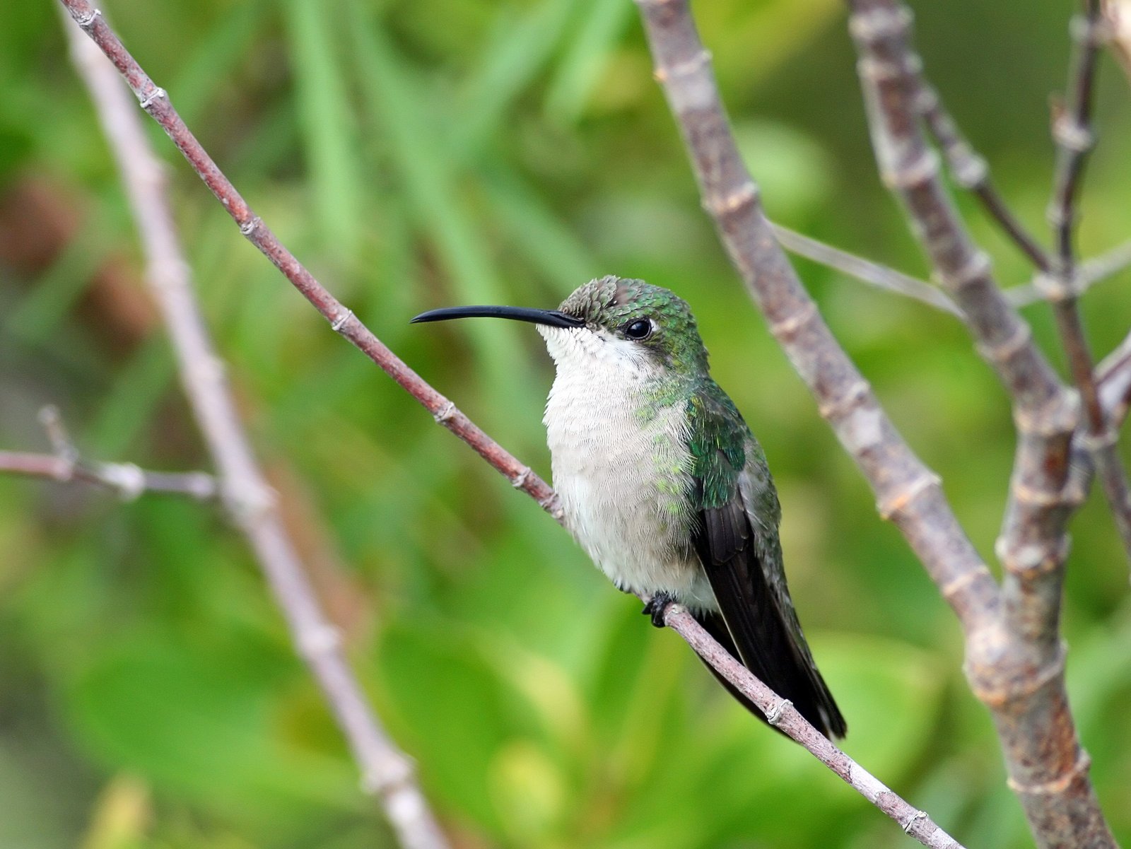 Puerto Ricaanse mango (Anthracothorax aurulentus)