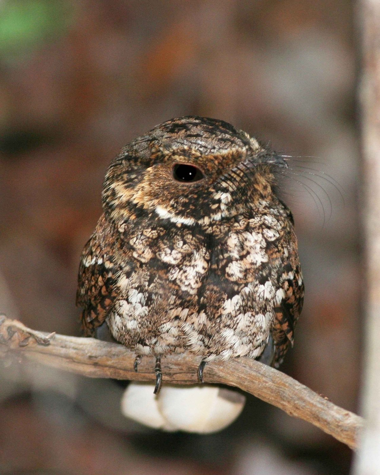 Puerto Ricaanse nachtzwaluw (Antrostomus noctitherus)