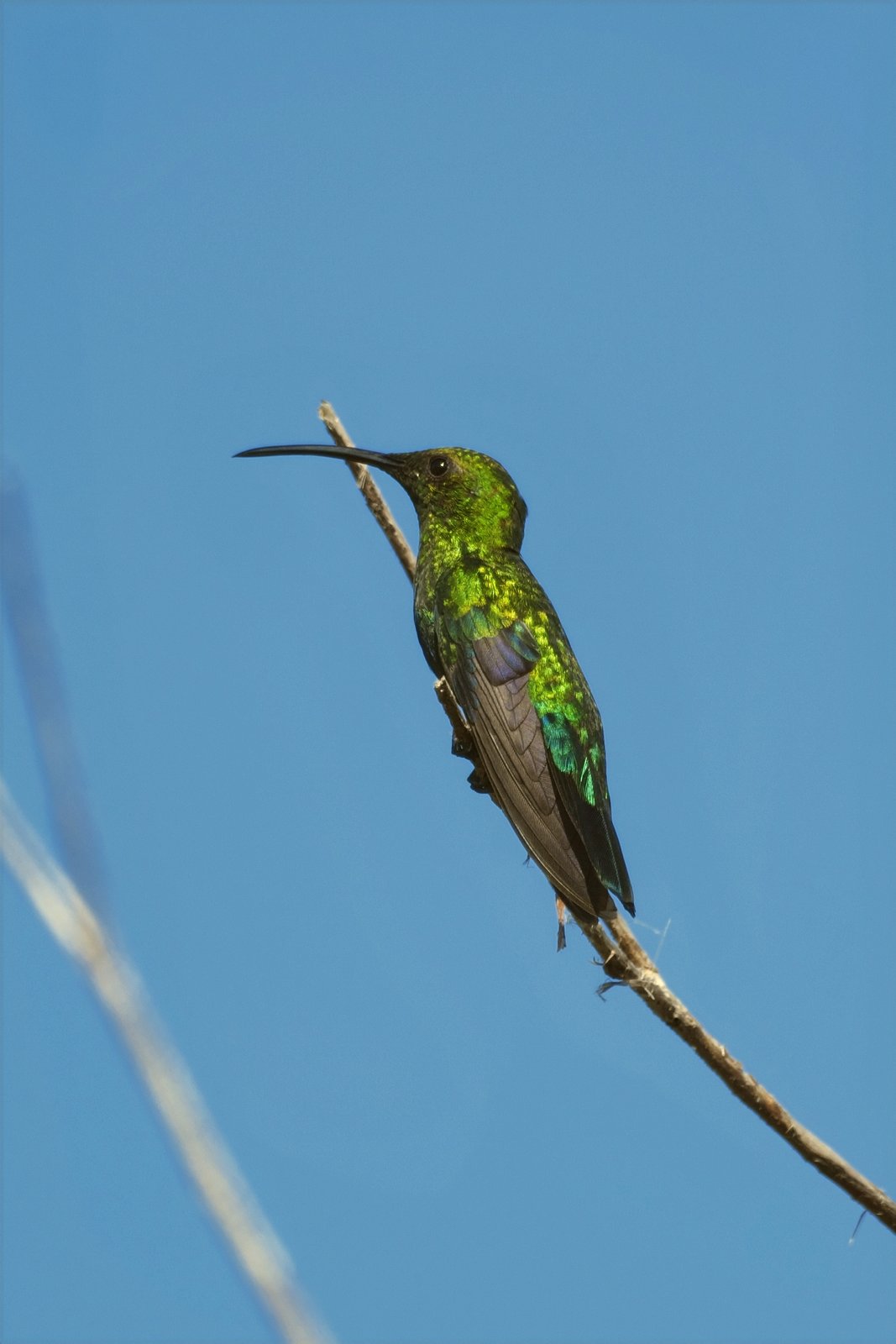 Puerto Ricaanse smaragdkolibrie (Riccordia maugaeus)