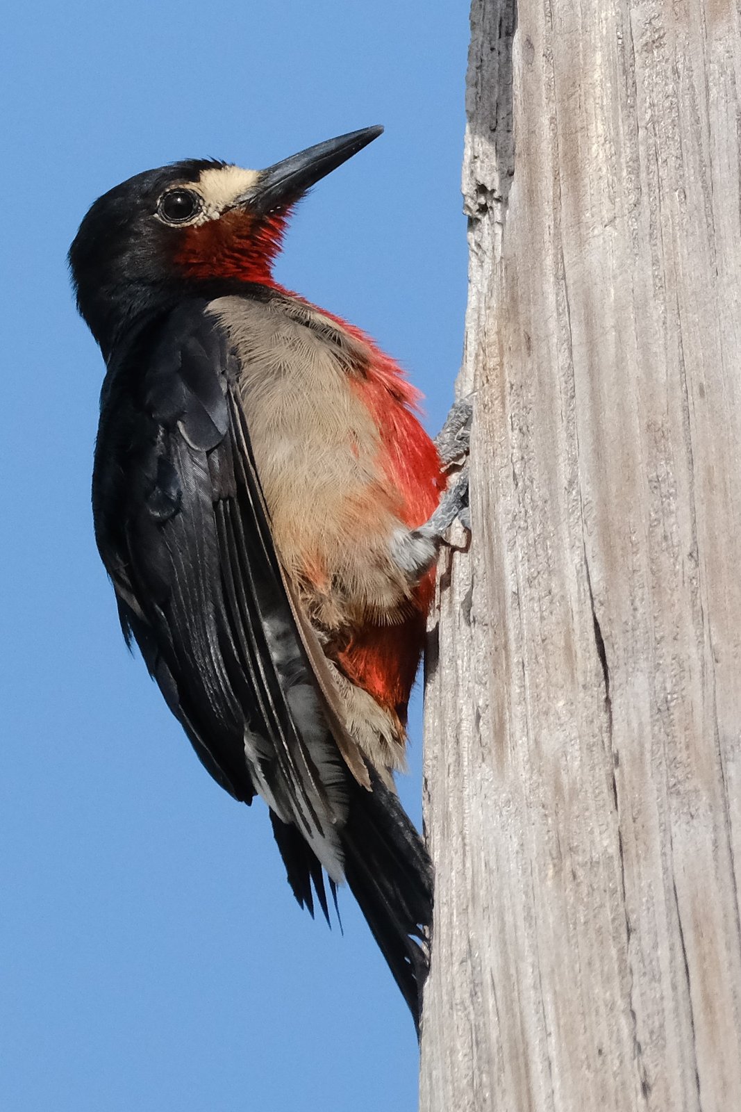 Puerto Ricaanse specht (Melanerpes portoricensis)