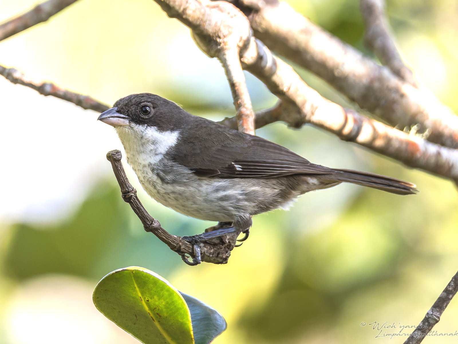 Puerto Ricaanse tangare (Nesospingus speculiferus)