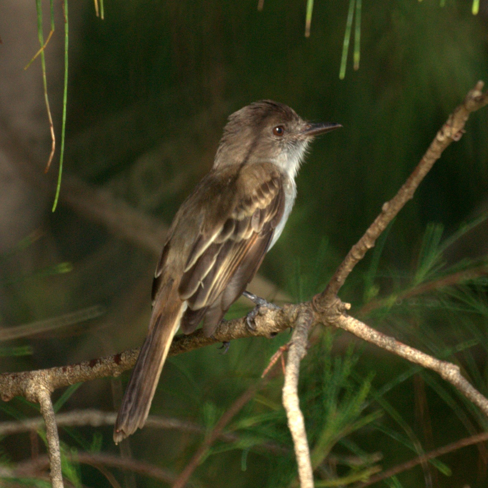 Puerto Ricaanse tiran (Myiarchus antillarum)
