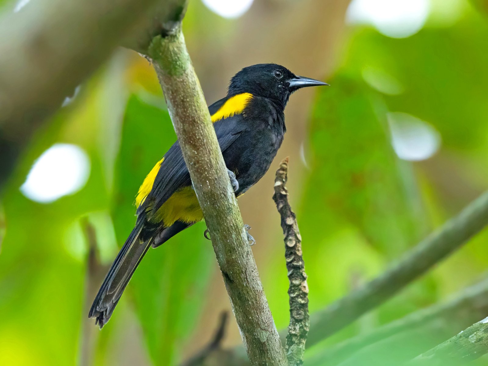 Puerto Ricaanse troepiaal (Icterus portoricensis)