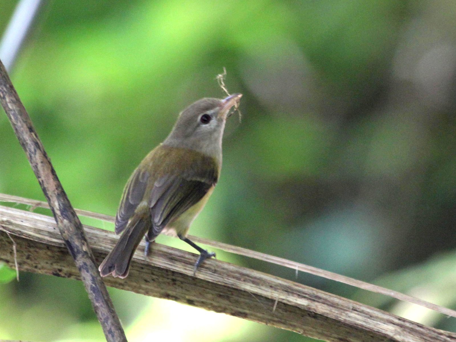 Puerto Ricaanse vireo (Vireo latimeri)
