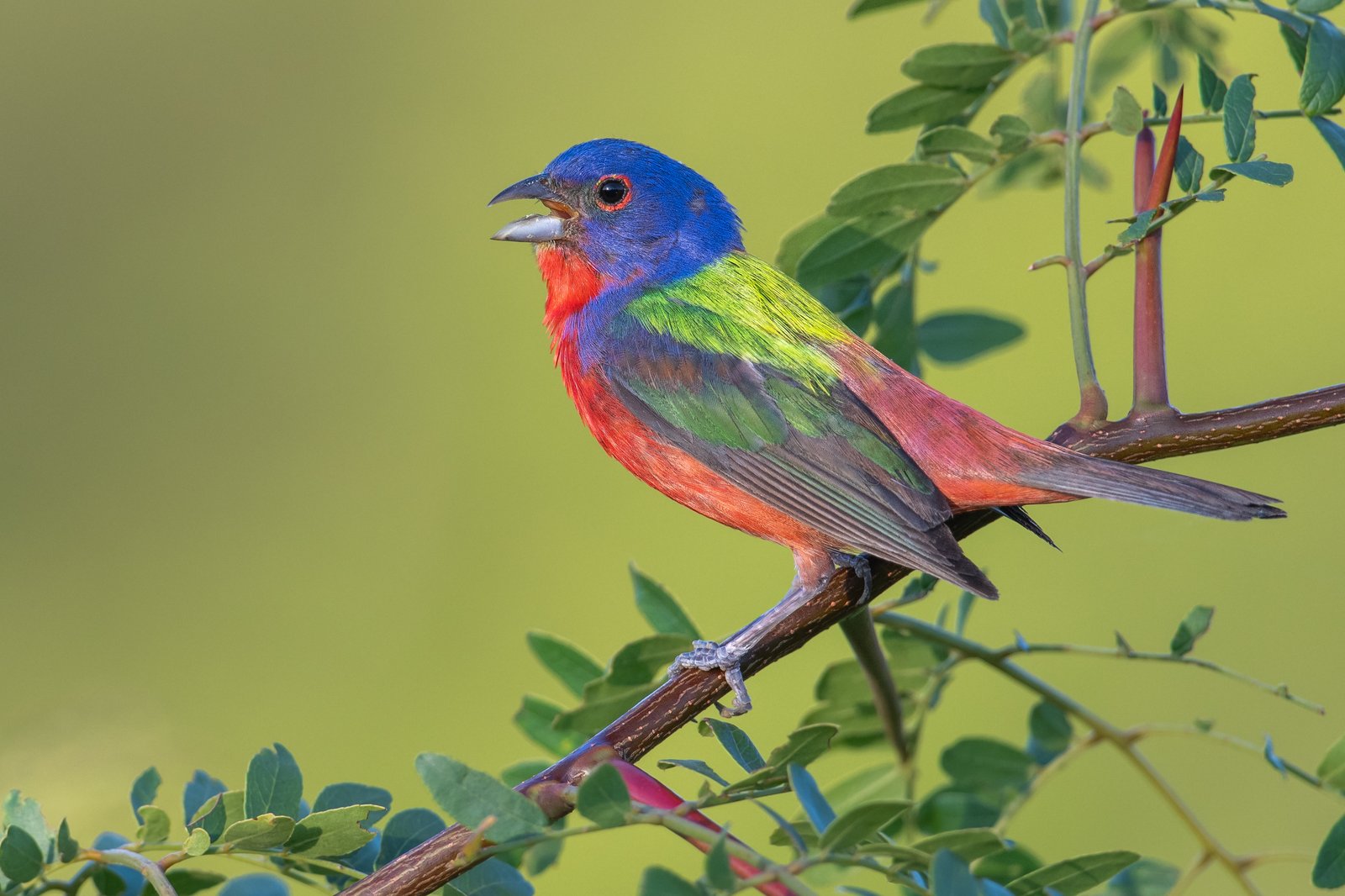 Purpergors (Passerina ciris)