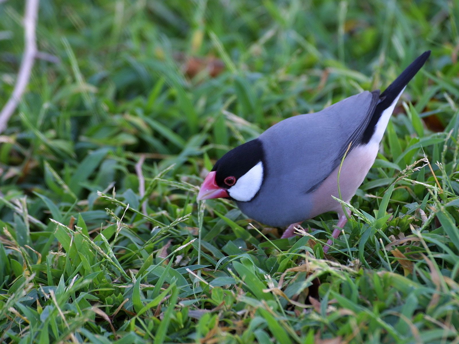 Java Sparrow (Padda oryzivora)