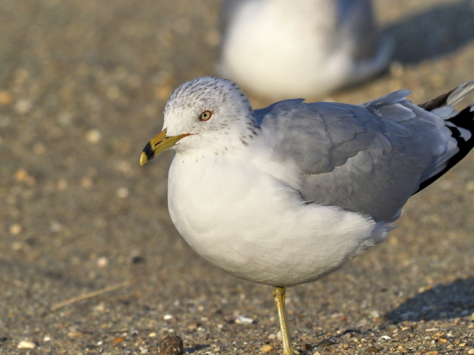 Ringsnavelmeeuw (Larus delawarensis)