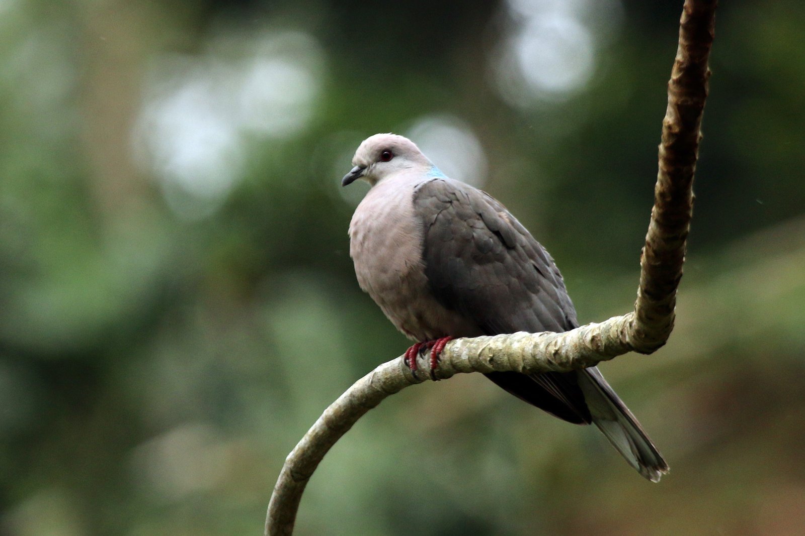 Ringstaartduif (Patagioenas caribaea)