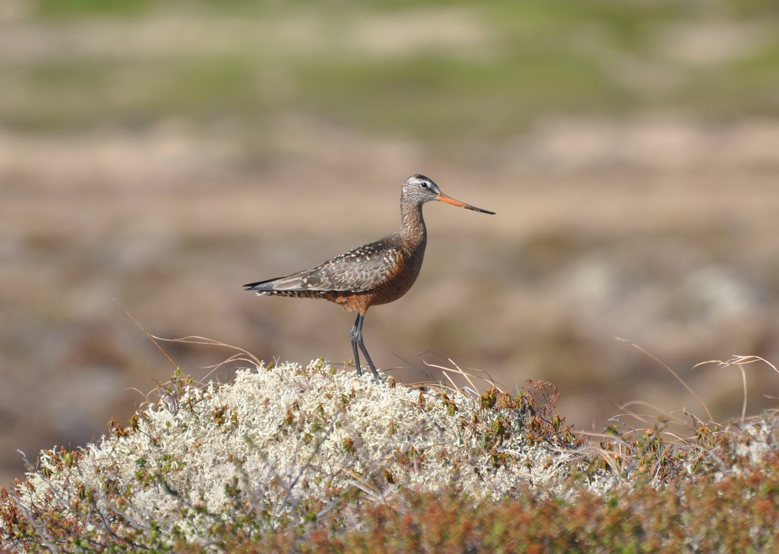 Rode grutto (Limosa haemastica)
