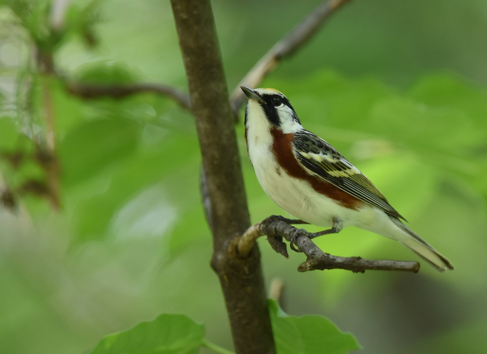 Roestflankzanger (Setophaga pensylvanica)