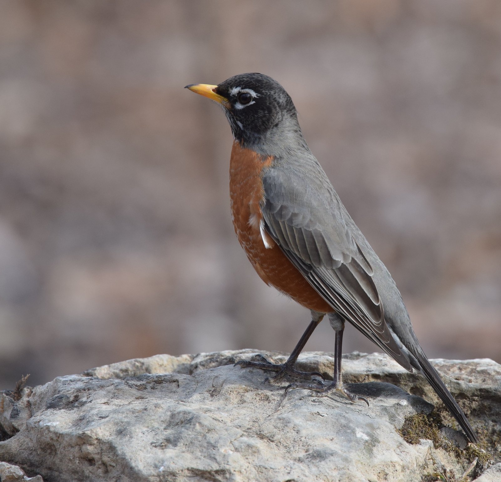 Roodborstlijster (Turdus migratorius)