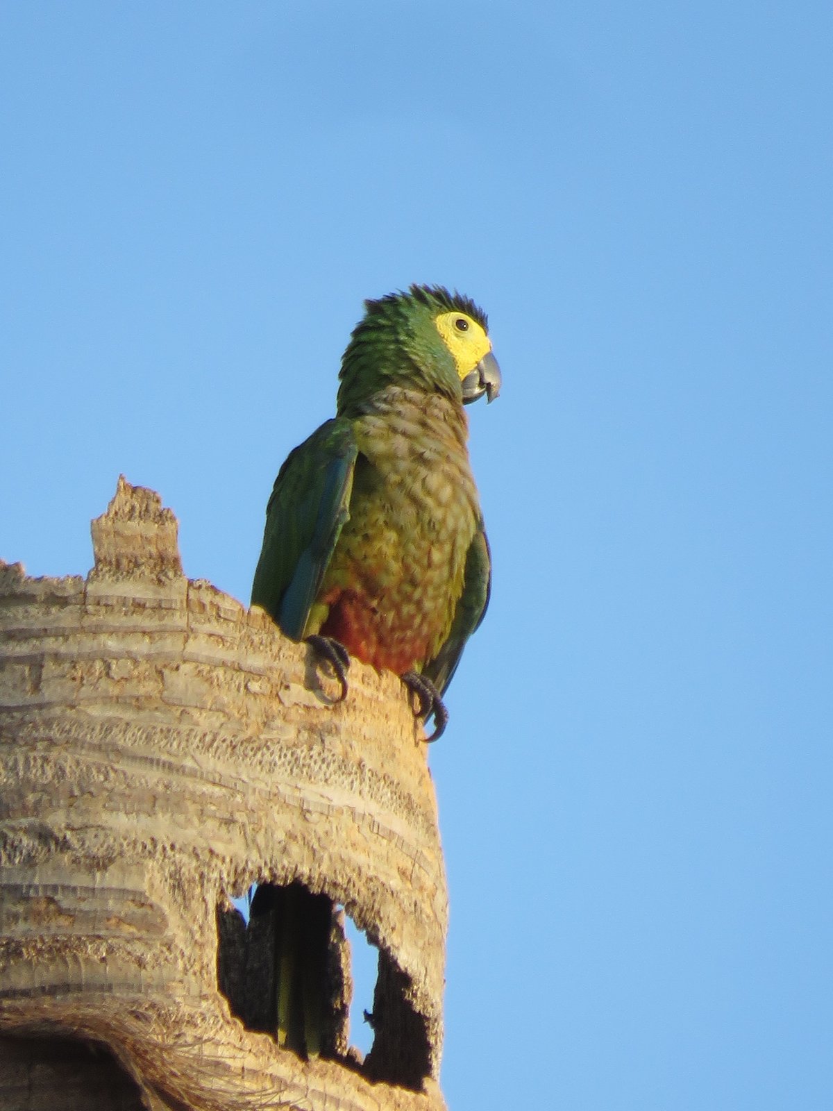 Roodbuikara (Orthopsittaca manilatus)