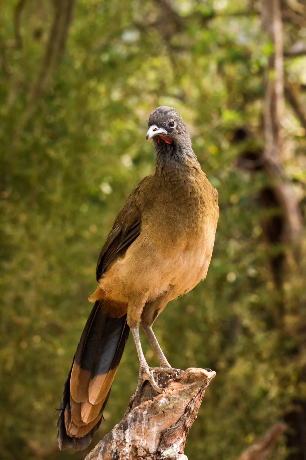 Roodbuikchachalaca (Ortalis ruficauda)