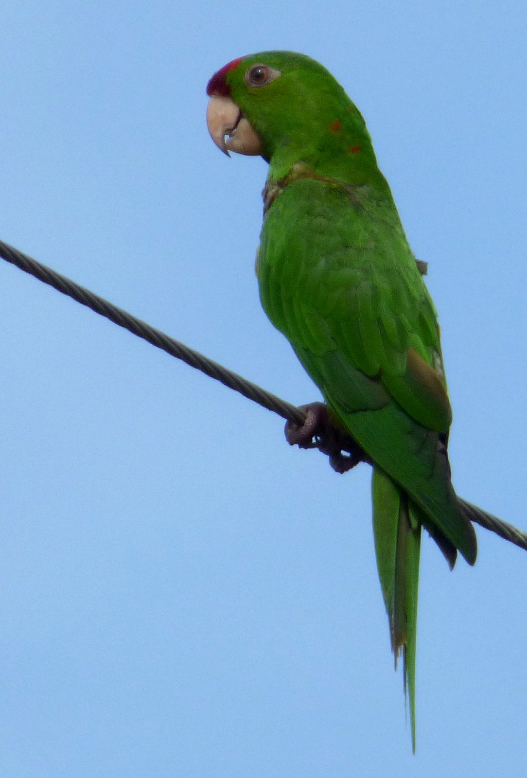 Roodvoorhoofdparkiet (Psittacara wagleri)