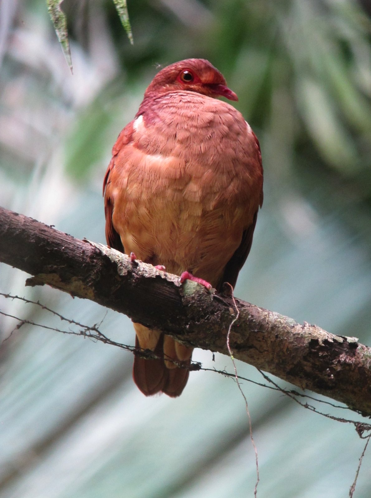 Rosse kwartelduif (Geotrygon montana)