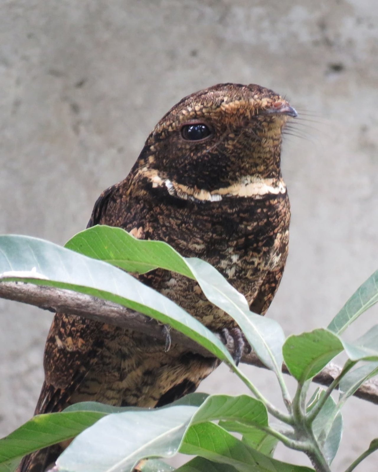 Rosse nachtzwaluw (Antrostomus rufus)