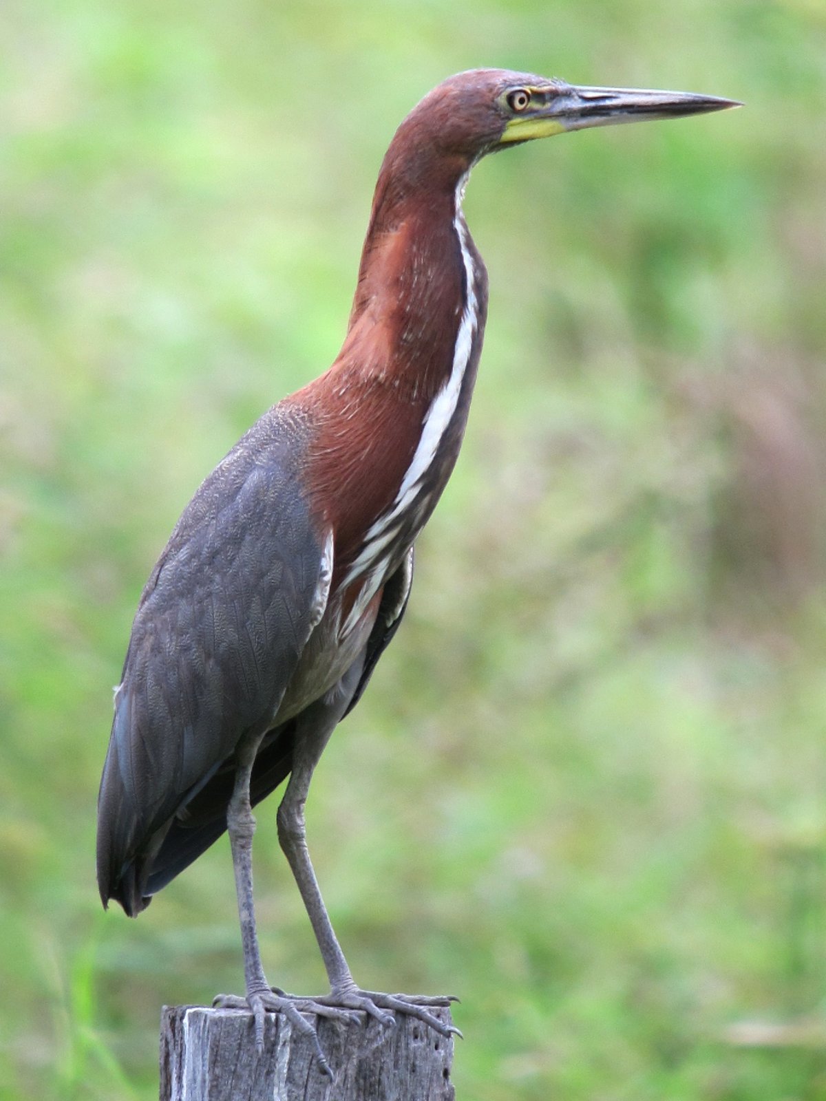 Rosse tijgerroerdomp (Tigrisoma lineatum)