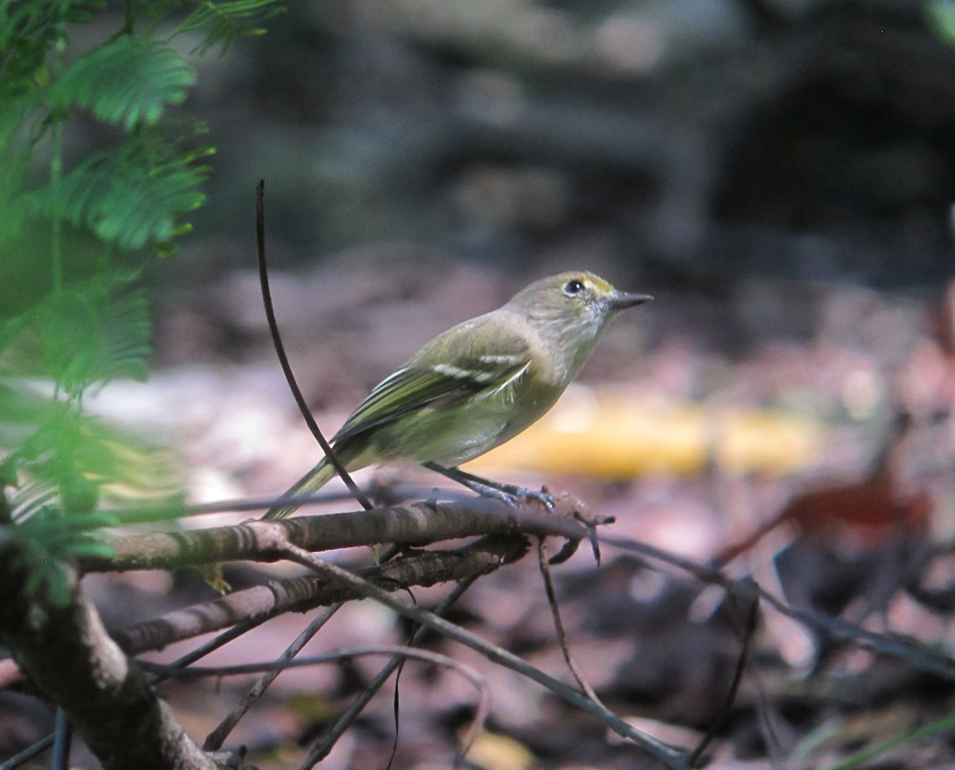 San-Andrésvireo (Vireo caribaeus)