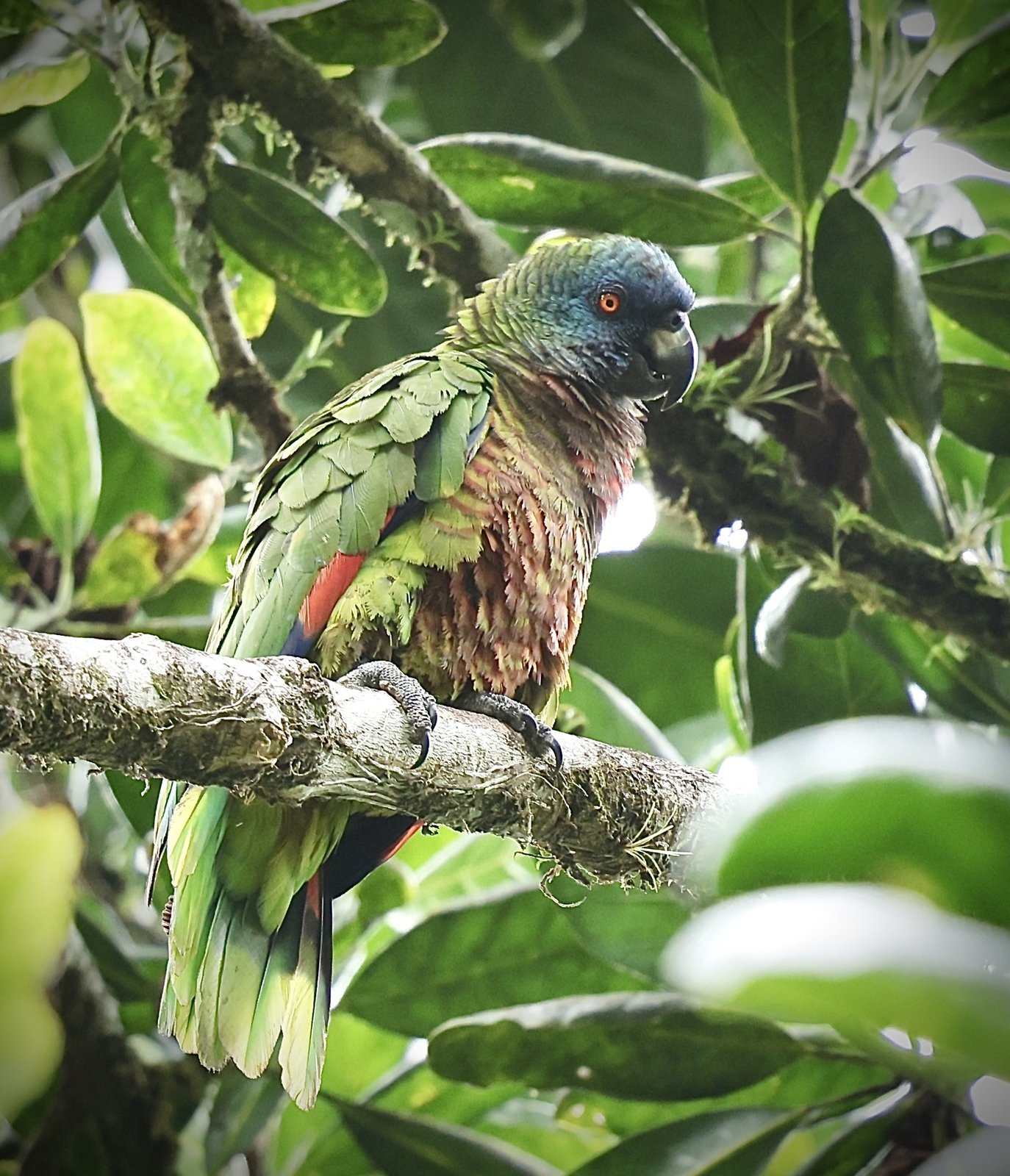 Sint-Lucia-amazone (Amazona versicolor)