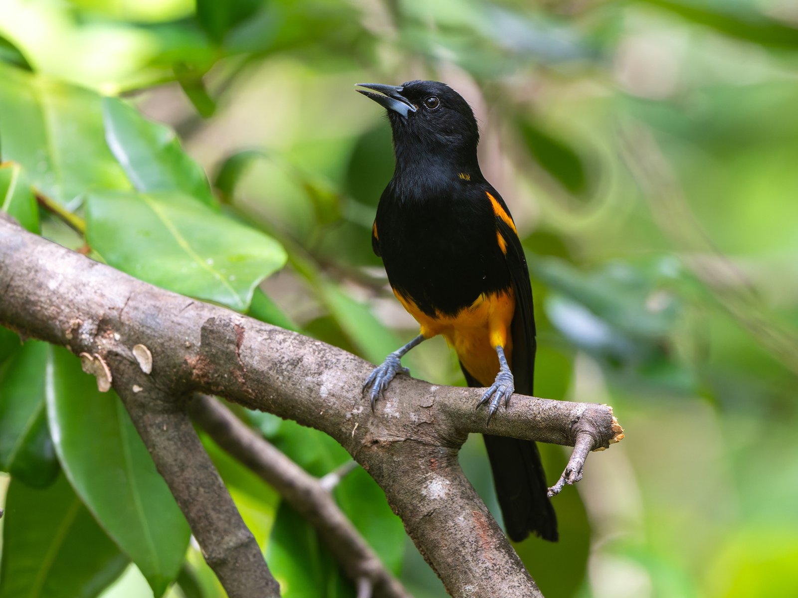 Sint-Luciatroepiaal (Icterus laudabilis)