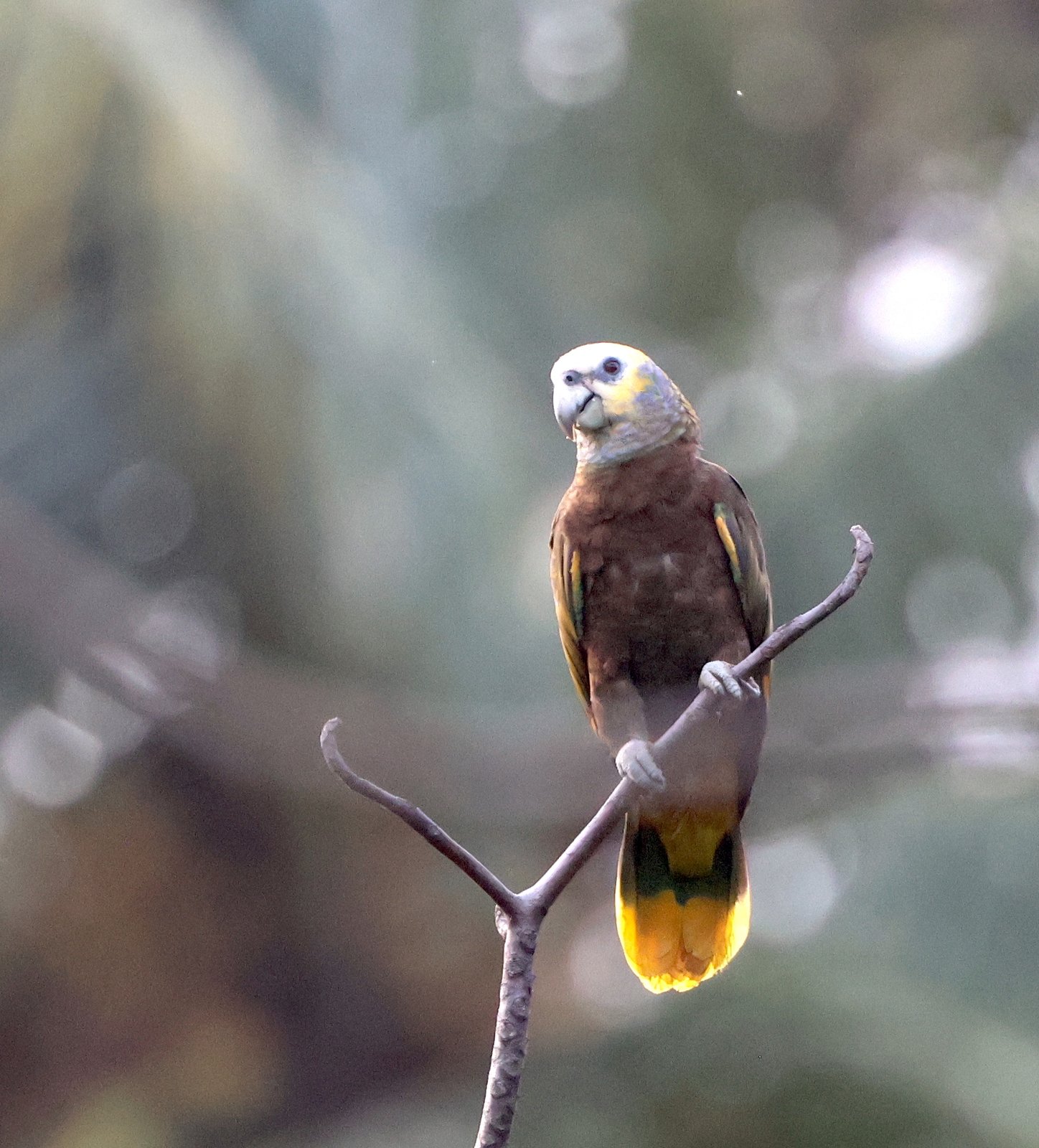 Sint-Vincentamazone (Amazona guildingii)