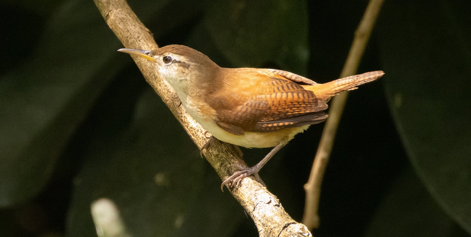 Sint-Vincentwinterkoning (Troglodytes musicus)