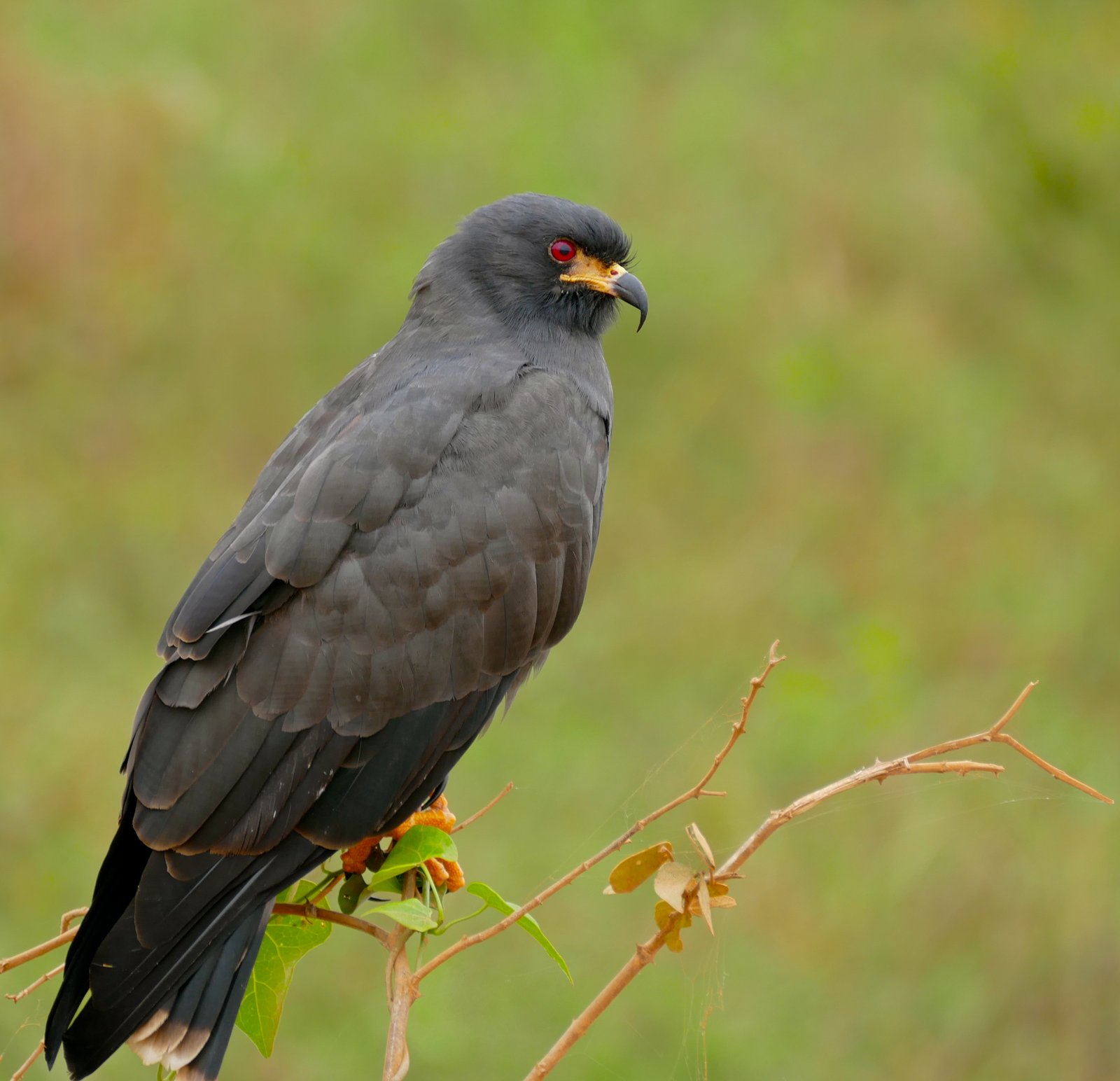 Slakkenwouw (Rostrhamus sociabilis)