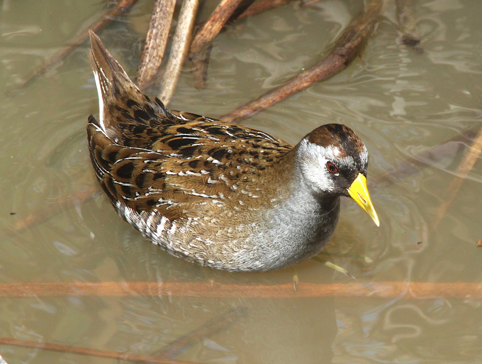 Soraral (Porzana carolina)