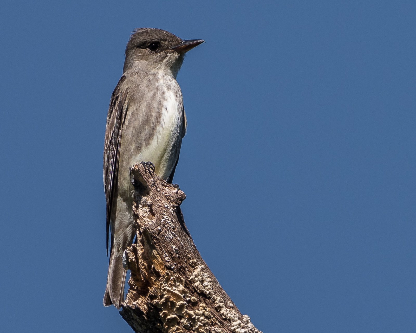 Sparrenpiewie (Contopus cooperi)