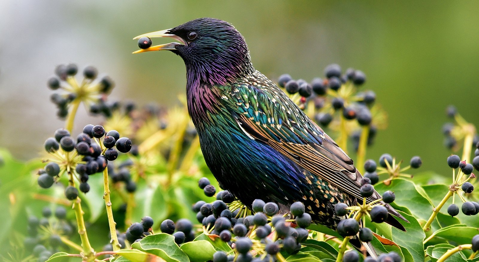 Spreeuw (Sturnus vulgaris)