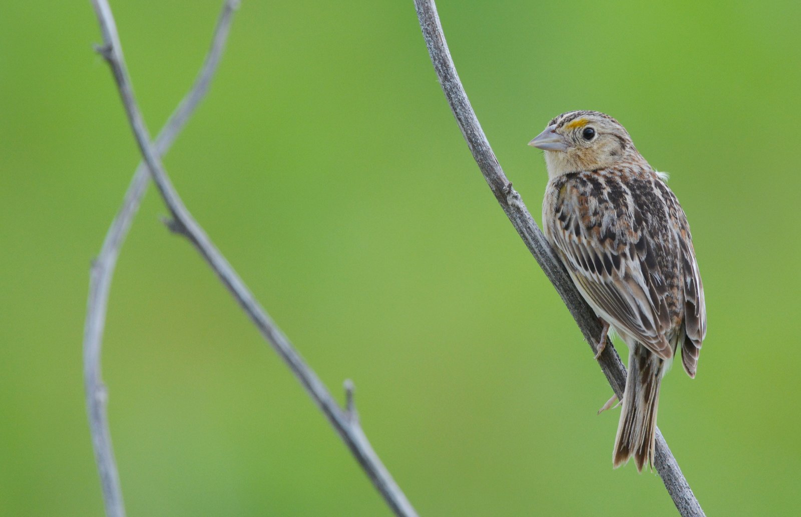 Sprinkhaangors (Ammodramus savannarum)