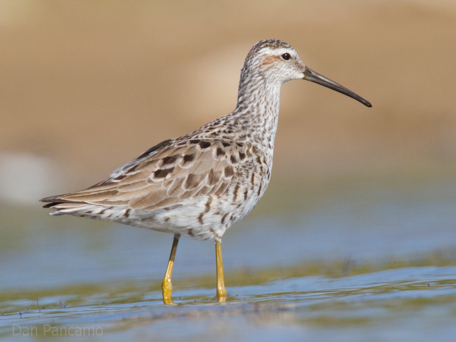 Steltstrandloper (Calidris himantopus)