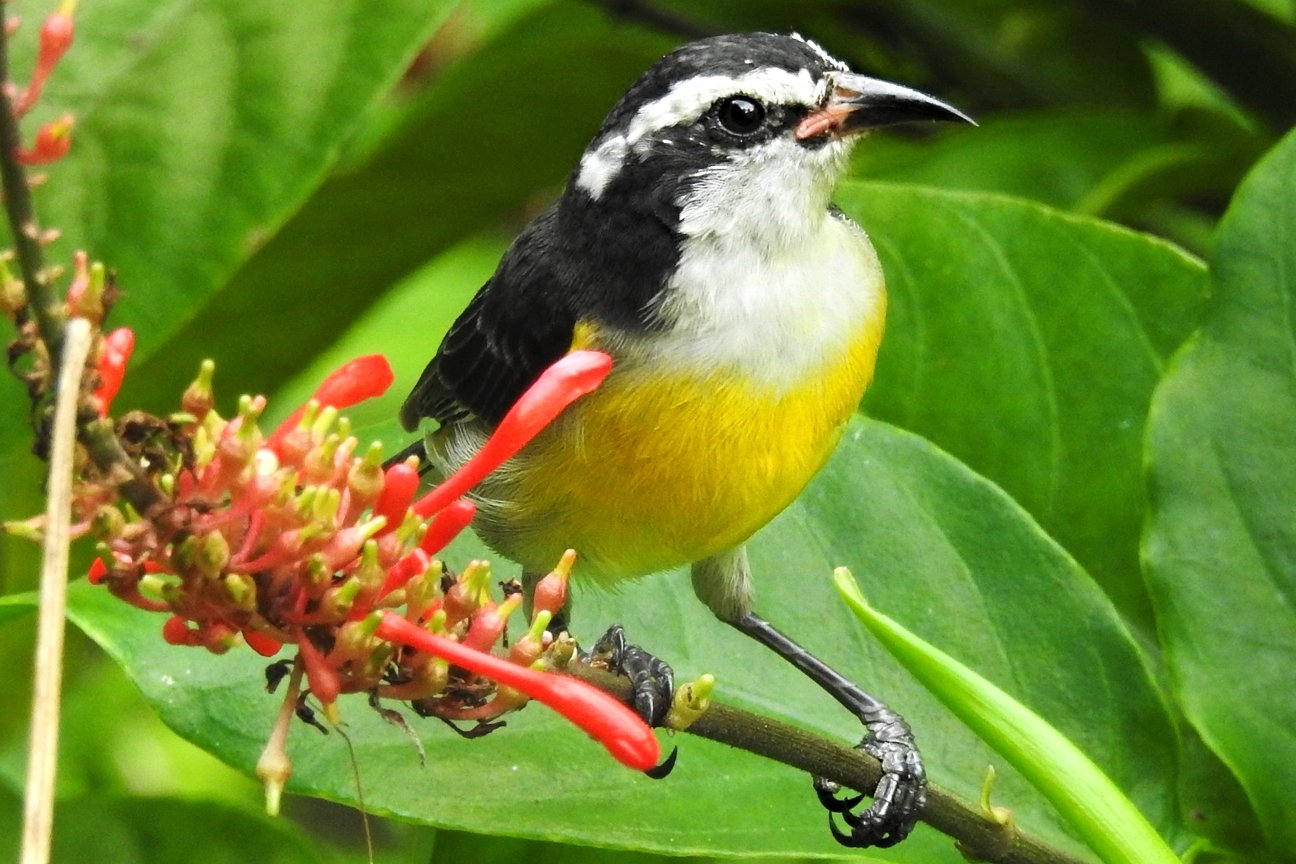 Suikerdiefje (Coereba flaveola)